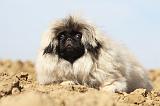 PEKINOIS 031